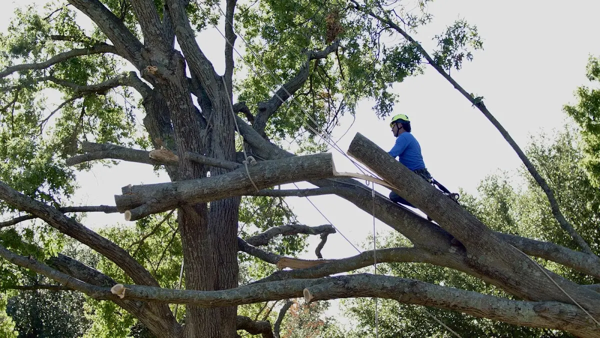 Professional Crown Thinning performed by certified arborists in Hoosick